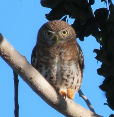 Glaucidium siju