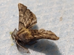 Apochima flabellaria