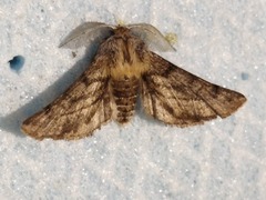 Apochima flabellaria