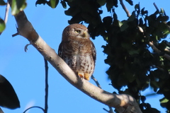 Glaucidium siju
