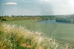 Stipa pennata