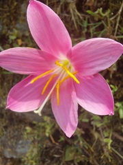 Zephyranthes rosea