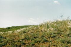 Stipa pennata