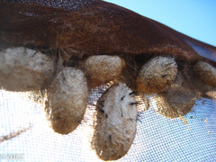 Borocera madagascariensis