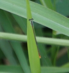 Agriocnemis pygmaea