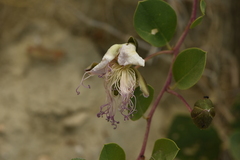 Capparis sicula