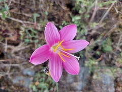 Zephyranthes rosea