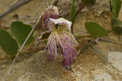 Capparis sicula