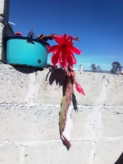 Disocactus ackermannii