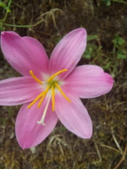 Zephyranthes rosea