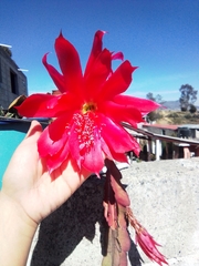 Disocactus ackermannii