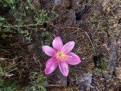 Zephyranthes rosea