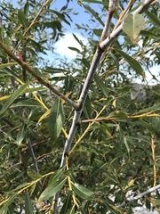 Salix daphnoides