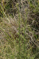 Cirsium creticum