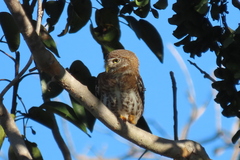 Glaucidium siju
