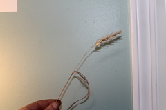 Elymus virginicus jejunus