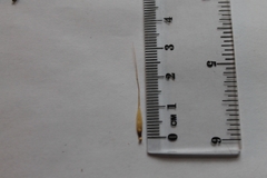 Elymus virginicus jejunus