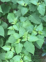 Mirabilis jalapa