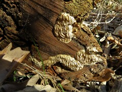 Subantrodia juniperina