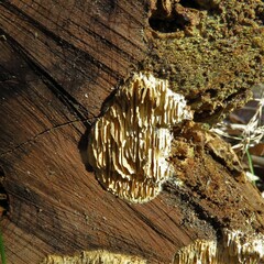 Subantrodia juniperina