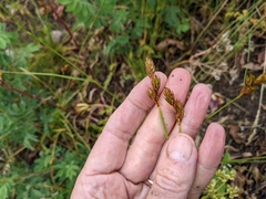 Carex petasata