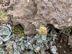 Helichrysum lineatum