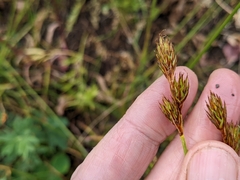 Carex petasata