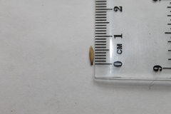 Elymus virginicus jejunus