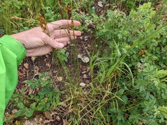 Carex petasata