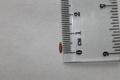 Elymus virginicus jejunus