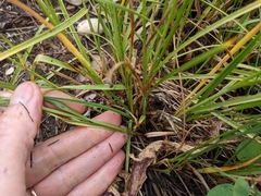 Carex petasata