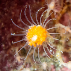Ectopleura marina