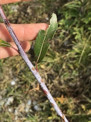 Salix daphnoides