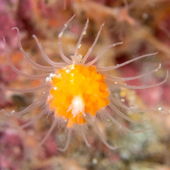Ectopleura marina