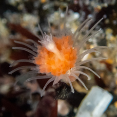 Ectopleura marina