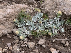 Helichrysum lineatum