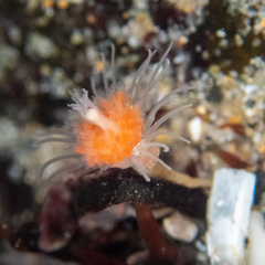 Ectopleura marina