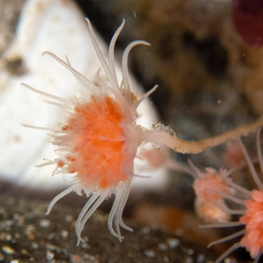 Ectopleura marina
