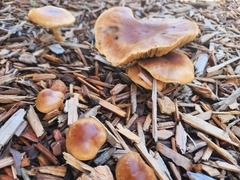 Pholiota velaglutinosa