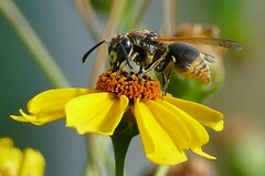 Pachodynerus nasidens