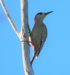 Melanerpes superciliaris