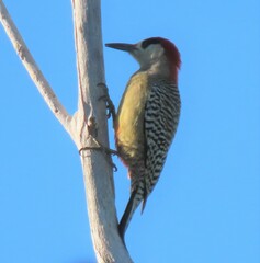 Melanerpes superciliaris