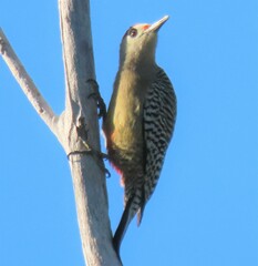 Melanerpes superciliaris