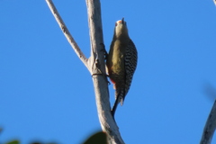 Melanerpes superciliaris