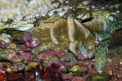 Pycnopodia helianthoides