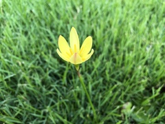 Zephyranthes citrina