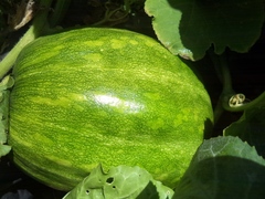 Cucurbita maxima
