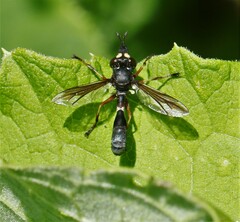 Physocephala furcillata