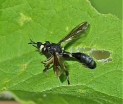 Physocephala furcillata