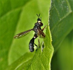 Physocephala furcillata